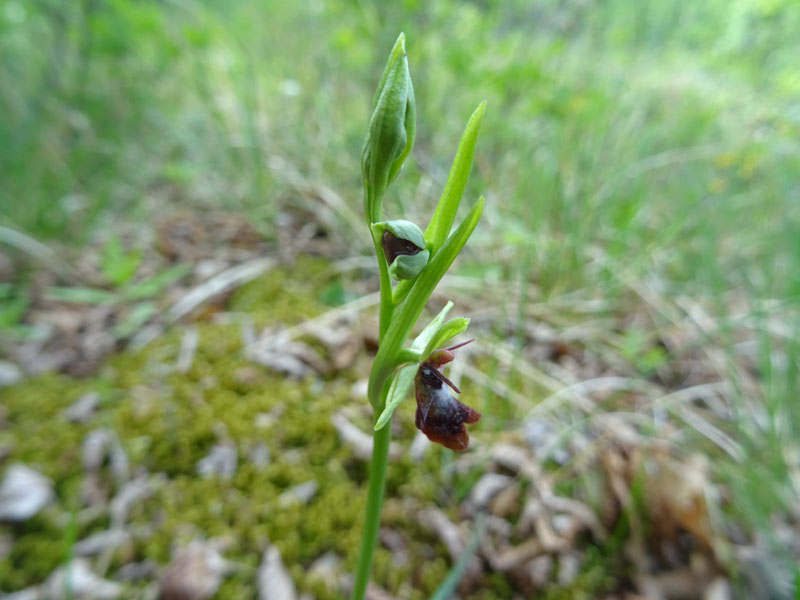 Ophrys insectifera subsp. insectifera